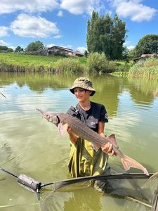Sturgeon