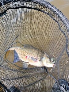 Common Bream