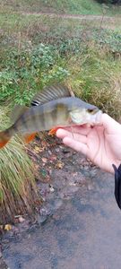European Perch