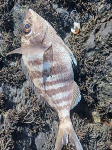 Black Seabream
