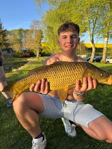 Common Carp