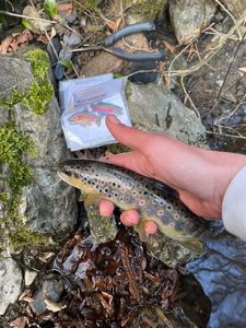 Brown Trout