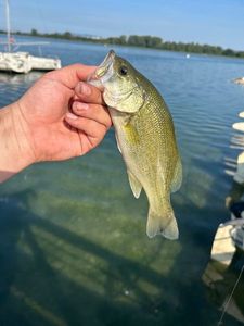 Largemouth Bass