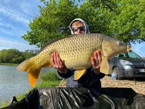 Common Carp