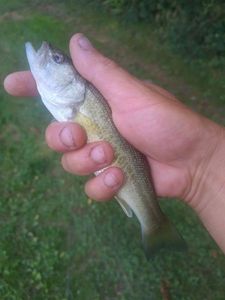Largemouth Bass