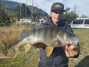 European Perch
