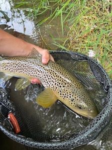Brown Trout