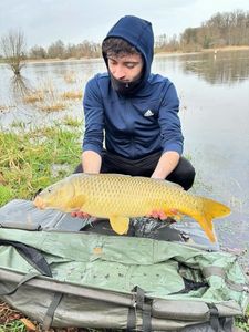 Common Carp