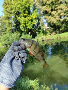 European Perch