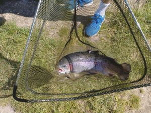Rainbow Trout