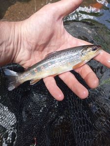 Brown Trout