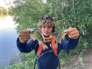 European Perch