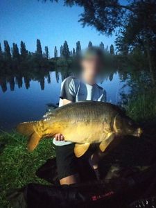 Mirror Carp