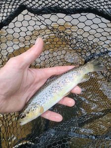 Brown Trout