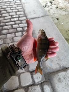 European Perch