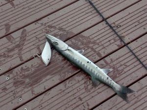 Great Barracuda