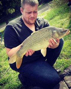 Common Carp