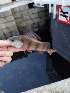 European Perch