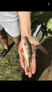 European Perch