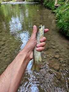 Brown Trout