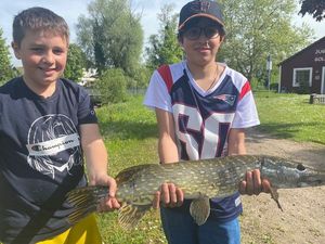 Northern Pike