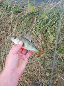 European Perch