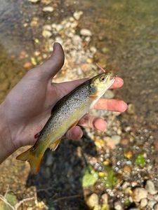 Brown Trout