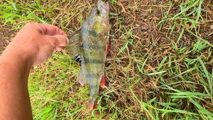 European Perch