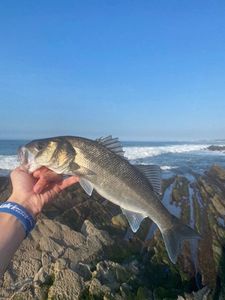 European Bass (Seabass)