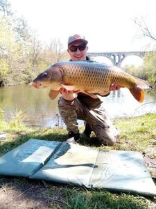 Common Carp