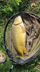 Mirror Carp