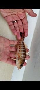 Poisson de roche