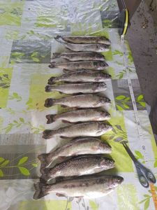 Rainbow Trout