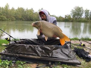 Common Carp