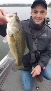 Largemouth Bass