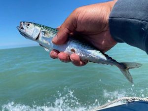 Mackerel