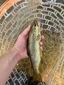 Brown Trout