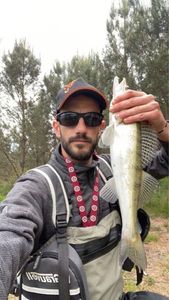 Zander
