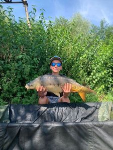 Common Carp