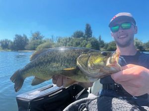 Largemouth Bass