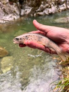 Brown Trout