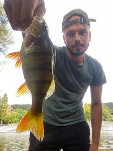 European Perch