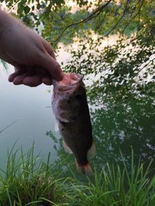 Largemouth Bass