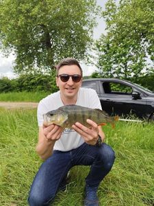 European Perch