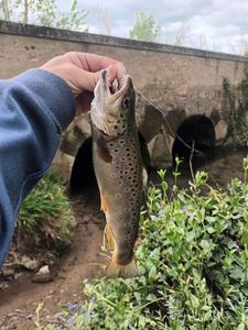 Brown Trout
