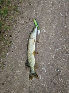 Northern Pike