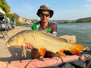 Common Carp