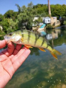 European Perch
