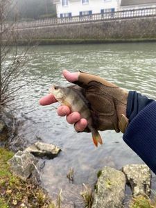 European Perch