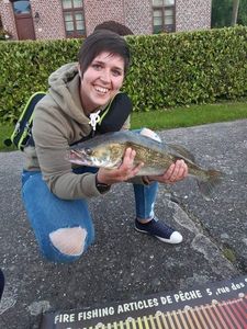 Zander